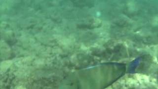 Ringtail Surgeonfish  Blochii Tang  Poipu Kauai Hawaii [upl. by Corene616]