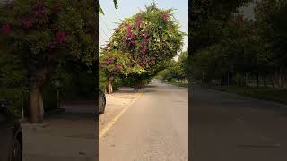 zeshanrokhri song Saraiki saraikisong ytshorts islamabadtourism shortfeed song [upl. by Yrffoeg]