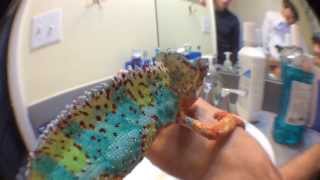 Panther Chameleon Changing Colors Quickly [upl. by Gruver]