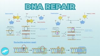 DNA Repair amp Recombination  Cell Biology [upl. by Laeno]