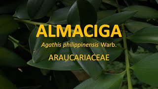 Almaciga Agathis philippinensis  Araucariaceae  Trees for Urban Spaces  Philippine Native Trees [upl. by Amie387]