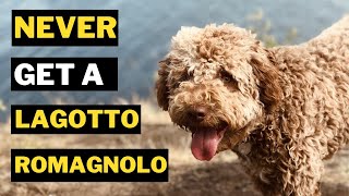 5 Reasons Why You Should Never Get a Lagotto Romagnolo Dog [upl. by Nette758]