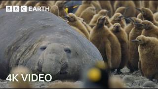 Incredible 4K Nature Scenes Narrated By David Attenborough  BBC Earth [upl. by Naquin216]