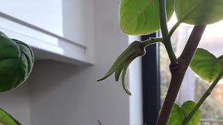 Cherimoya flowering UK Annona Cherimola first flowers [upl. by Saravat]