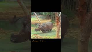 Ye kon sa animals hai aao dekhe mst animals mst bhojpuri song [upl. by Sherman]