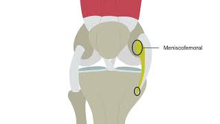 Identifying the medial collateral ligament on ultrasound [upl. by Furey]