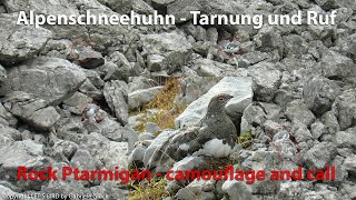 Alpenschneehuhn mit Ruf  Rock ptarmigan calling Lagopus muta [upl. by Ykceb]