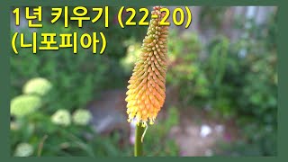 1년 키우기 2220 니포피아 This is how the Kniphofia Torch lilies change over the course of a year [upl. by Lesak]