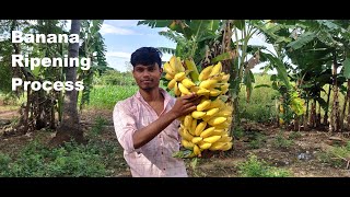 Banana Ripening in Tamil  How to Ripen Banana at Home without Chemical  வாழைப்பழம் பழுக்க வைத்தல் [upl. by Yltnerb321]