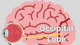 Occipital Lobe [upl. by Josselyn611]