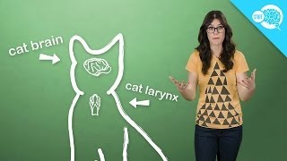 How And Why Do Cats Purr [upl. by Leunas]