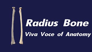 Radius bone  Side determination  Parts and Attachments  Applied anatomy [upl. by Silecara664]