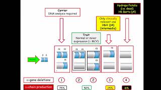 12DaysinMarch Hematology Questions for the USMLE Step One Exam Thalassemia [upl. by Klaus]