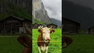 Lauterbrunnen Switzerland لوتيربرونين سويسرا [upl. by Ienttirb]