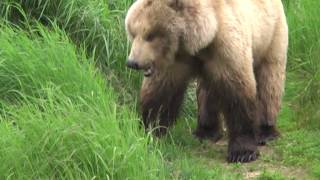 Alaska 20120706 14 Bear eats grass [upl. by Nema]