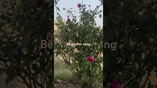 Rajasthani Song Nimb Ki Nimboli [upl. by Nahs]