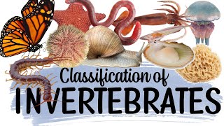 Science Quiz Invertebrates  ANY 10 [upl. by Hanikahs]