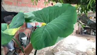 Alocasia Mariposa Variegada [upl. by Rochus768]