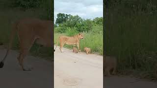 Lion cub with mother trending wildlion animals search wildlife wildlions trendingshorts [upl. by Koblas]