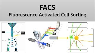 The Principle of Flow Cytometry and FACS 2 FACS Fluorescence Activated Cell Sorting [upl. by Ary]