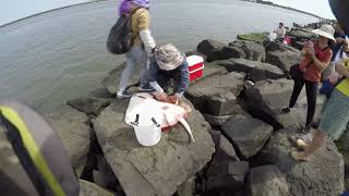 Snagging Spot and Atlantic Croakers in New Jersey NICE STINGRAY CAUGHT [upl. by Sokram90]