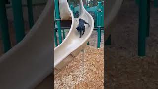 Mr pickles going down a slide 😂 cutedog pug dog cute pets funny foryou fyp fun lol love [upl. by Ahsemo364]