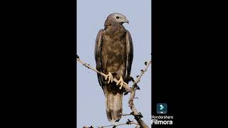 HONEY BUZZARD BIRD  DRSKSINGH CHANNEL JAI SHREERAM [upl. by Levana]