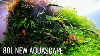 80L Home tank  New layout  closeups FAAO AQUASCAPING PLANTEDAQUARIUM [upl. by Juback60]