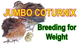 JUMBO COTURNIX  Selecting and Breeding for Weight [upl. by Aleacem]