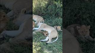 Lionesses and Cubs lioness africanwildlife cubs [upl. by Korwin]