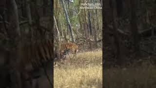 Siberian tiger hunts wild boar  Journey to the wild shorts [upl. by Mcevoy]