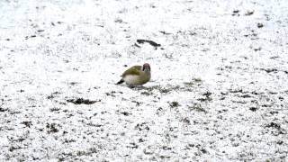 Vroege Vogels  Groene specht in de sneeuw [upl. by Eatton191]