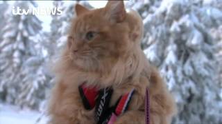 Meet Jesper  the skiing cat [upl. by Aubarta]