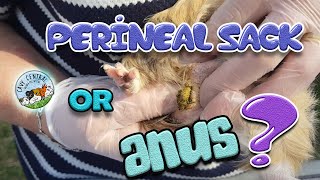 Boar cleaning and perineal sack and regular checks at Cavy Central Guinea pig rescue [upl. by Pavkovic]