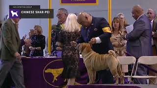 Chinese Shar Pei  Breed Judging 2019 [upl. by Ennaid745]