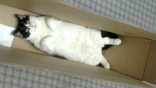 Warning You will get STOMACH ACHE FROM LAUGHING SO HARD  Funny CAT compilation [upl. by Goober550]