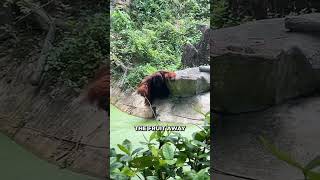 Smart Orangutan Uses Stick To Retrieve Lost Fruit 🤯👏 [upl. by Ataynik]