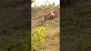 Leabord vs warthog viralvideo lionfight wildlife shortsfeed leopard warthog viralvideo [upl. by Avruch765]