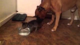 Pitbull and baby kitten eat from same bowl CUTE VIDEO [upl. by Naehgem335]