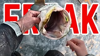 The Biggest Fish Ive Ever Caught Ice Fishing 2024 Lake of the Woods [upl. by Aceber]