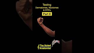 Testing Dermatomes Myotomes and DTRs shorts Part E [upl. by Anrim]