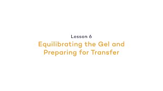 Preparing for Western Blot Transfer The Mechanics  Equilibrating the GelPreparing for Transfer [upl. by Sarena919]