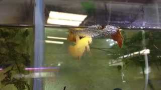 การเพาะปลากัดง่ายๆ Breeding Betta ลุงอ๋า Goldenbetta [upl. by Normak621]