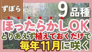 【ほったらかし】植えるだけで毎年11月に咲く植物💐9品種紹介！ずぼらガーデニングの花壇で大活躍‼️【ガーデニング】【園芸】 [upl. by Ekoorb]