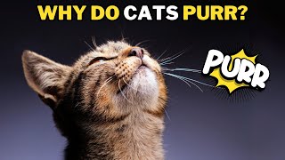 How and Why Cats Purr Explained [upl. by Neleb]