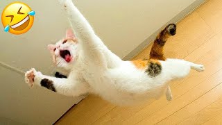 New Funny Animals 🤣 Funniest Cats and Dogs Videos 😻🐶 Part 9 [upl. by Dionne]