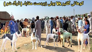 Kohati Gultair Vs Bully Kutta Zabardast Moqabla In Kohat Dogs Market  Pk Animals [upl. by Giffie689]