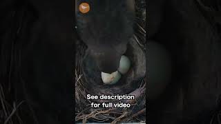 Cowbird SNATCHES Egg from Nest [upl. by Alfreda]