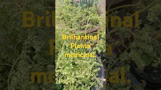 Brilhantina Planta medicinal [upl. by Elana]