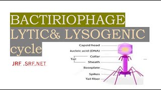 Bacteriophage lytic and lysogenic cycle icarjrf icarjrfplantscience bacteriology mycology jrf [upl. by Sairu356]